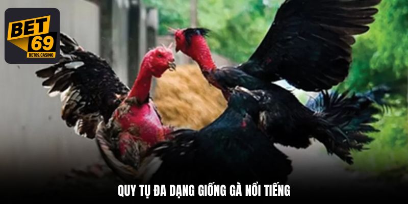 Quy tụ đa dạng giống gà nổi tiếng
